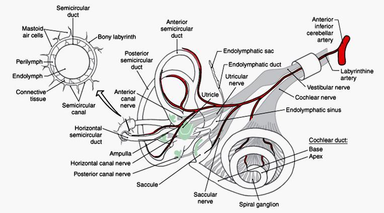 Aparelho receptor periférico: Labirinto Vestibular Periférico Labirinto ósseo Perilinfa: alta concentração de Na +