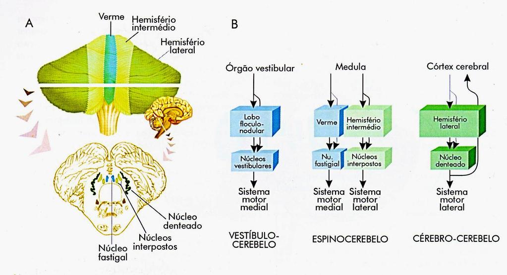O controle dos movimentos: cerebelo (divisão funcional) Córtex frontal (motor e cognitivo), Parietal (somestésico) e occipital (visual)