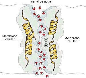 Aquaporinas: proteínas transportadoras de água Proteínas de membrana - Vesículas de