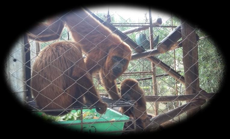 Alouatta caraya e A. g.