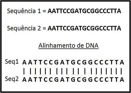20 processo de codificação da informação genética é representado pela sequenciação das bases nitrogenadas das estruturas polinucleotídicas.