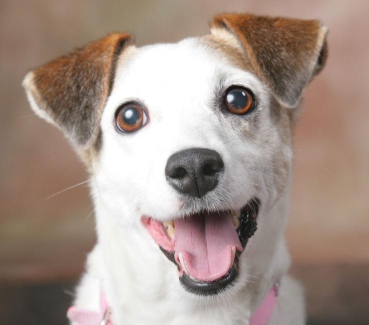 Direitos dos animais Cães