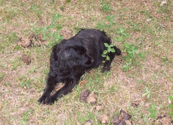 Restrição da liberdade Comportamentos observados em cães - Caçar - Cavar - Correr - Comer grama -
