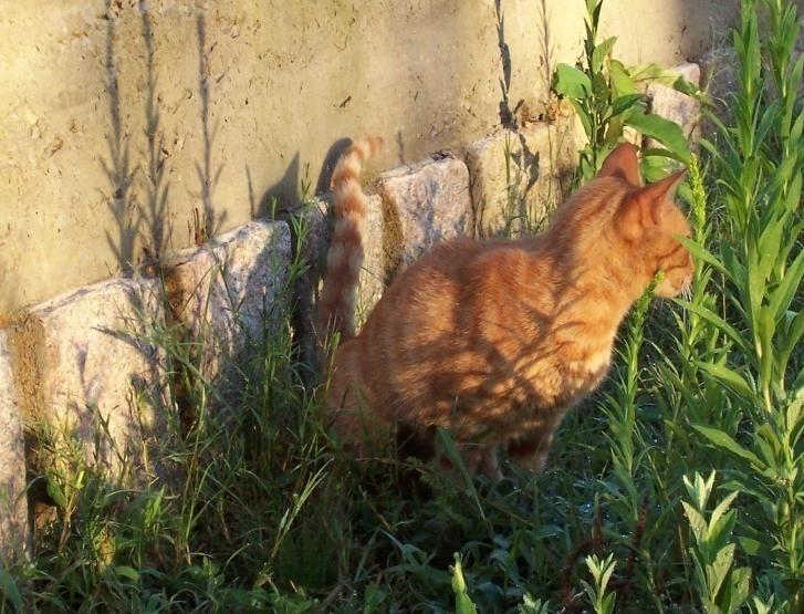 Restrição da liberdade Comportamentos observados em gatos - Caçar - Correr - Comer grama - Rolar na