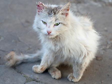 animal que está sofrendo,