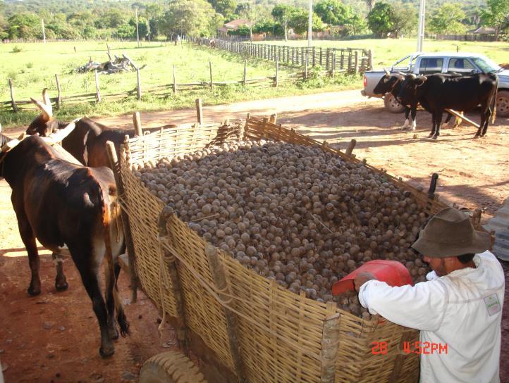 MACAÚBA Agroindústria: Processamento