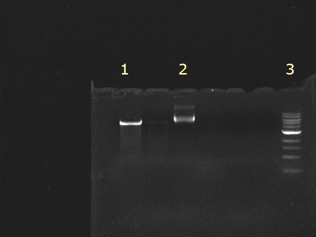 31 A inserção do gene de interesse no plasmídeo requer ainda amplificação mais precisa para posterior transformação das bactérias por meio do plasmídeo recombinante. 4.