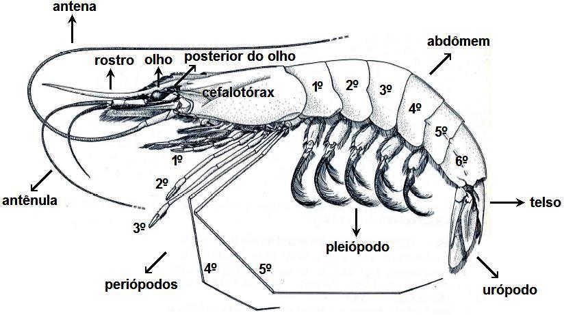 Figura 1: Xiphopenaeus kroyeri (modificado de PÉRES-FARFANTE & KENSLEY 1997).