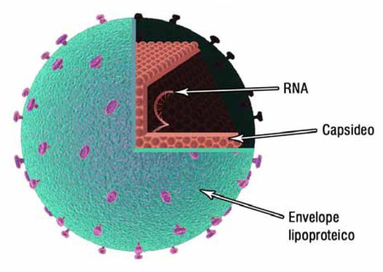 A partícula viral é dotada de um envelope lipoproteico, contendo as duas glicoproteínas de envelope