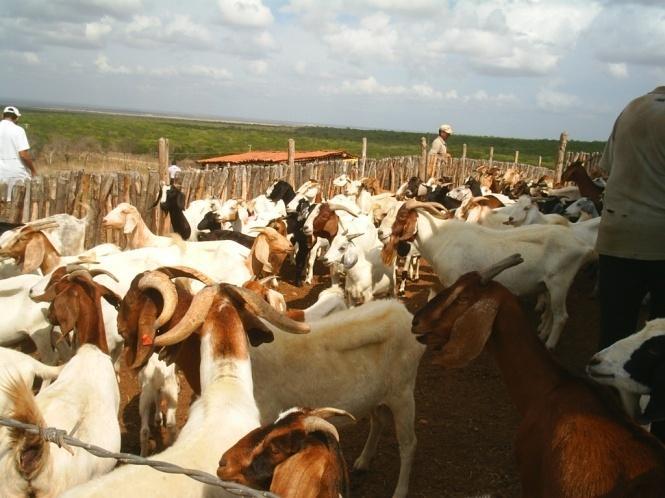 Grande do Norte, com o objetivo de coletar fezes e obtenção de