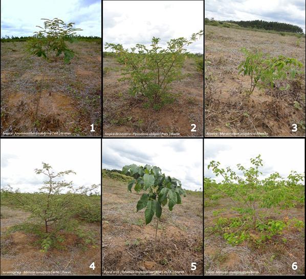 Figura 3. Espécies nativas avaliadas aos 24 meses após plantio em áreas degradadas na Chapada do Araripe, Pernambuco.