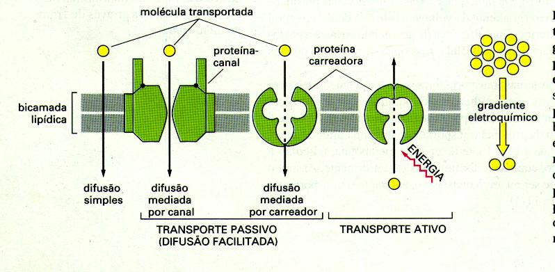 ABSORÇÃO Refere-se ao movimento (transporte) da droga de seu local de administração até a corrente sangüínea.