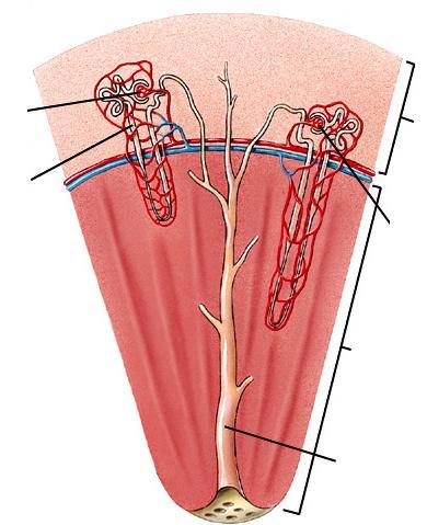 Medula renal Córtex