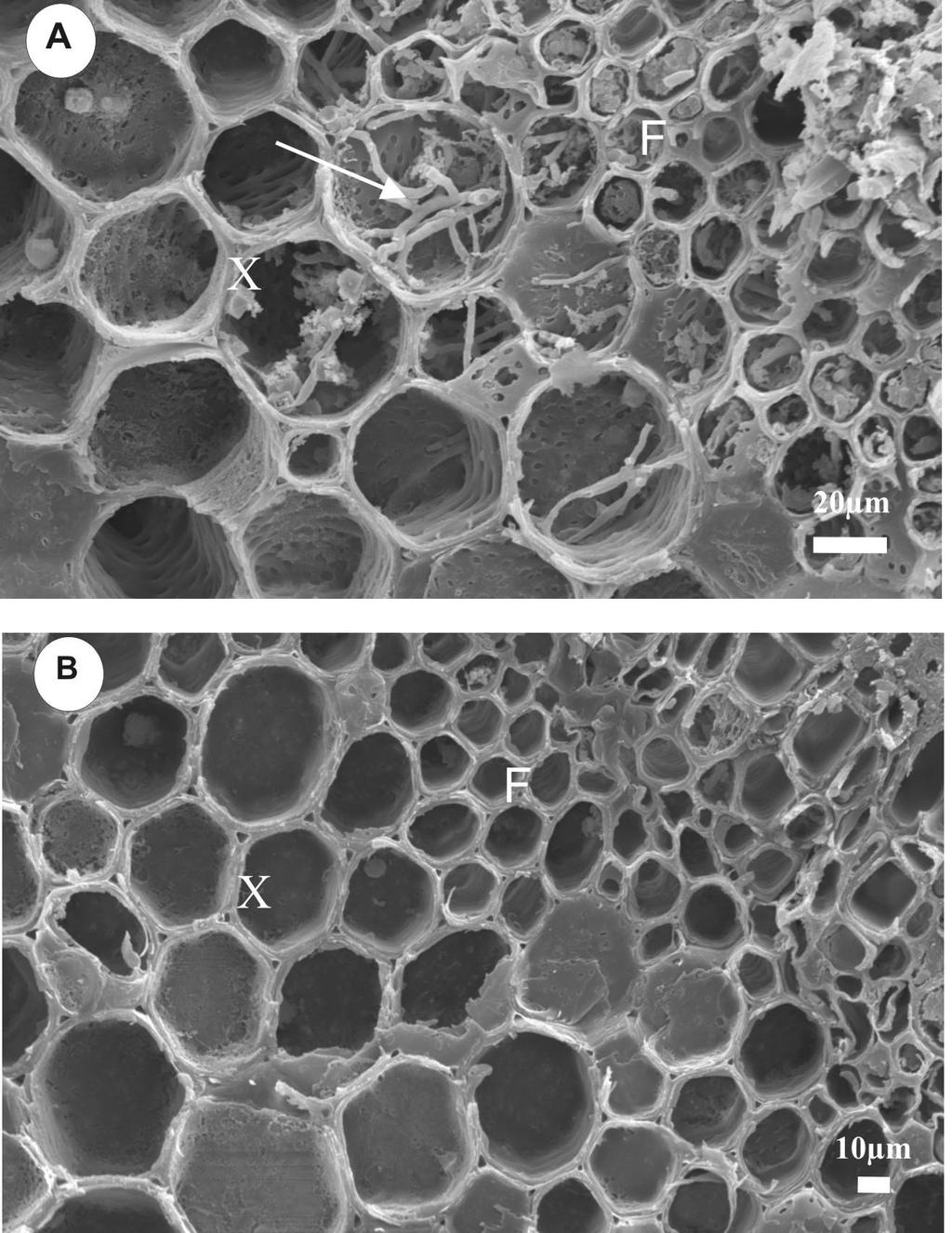 FIGURA 1 Eletromicrografia de varredura de ramos de cafeeiro com mancha manteigosa apresentando seca de ponteiros e necrose local (Corte