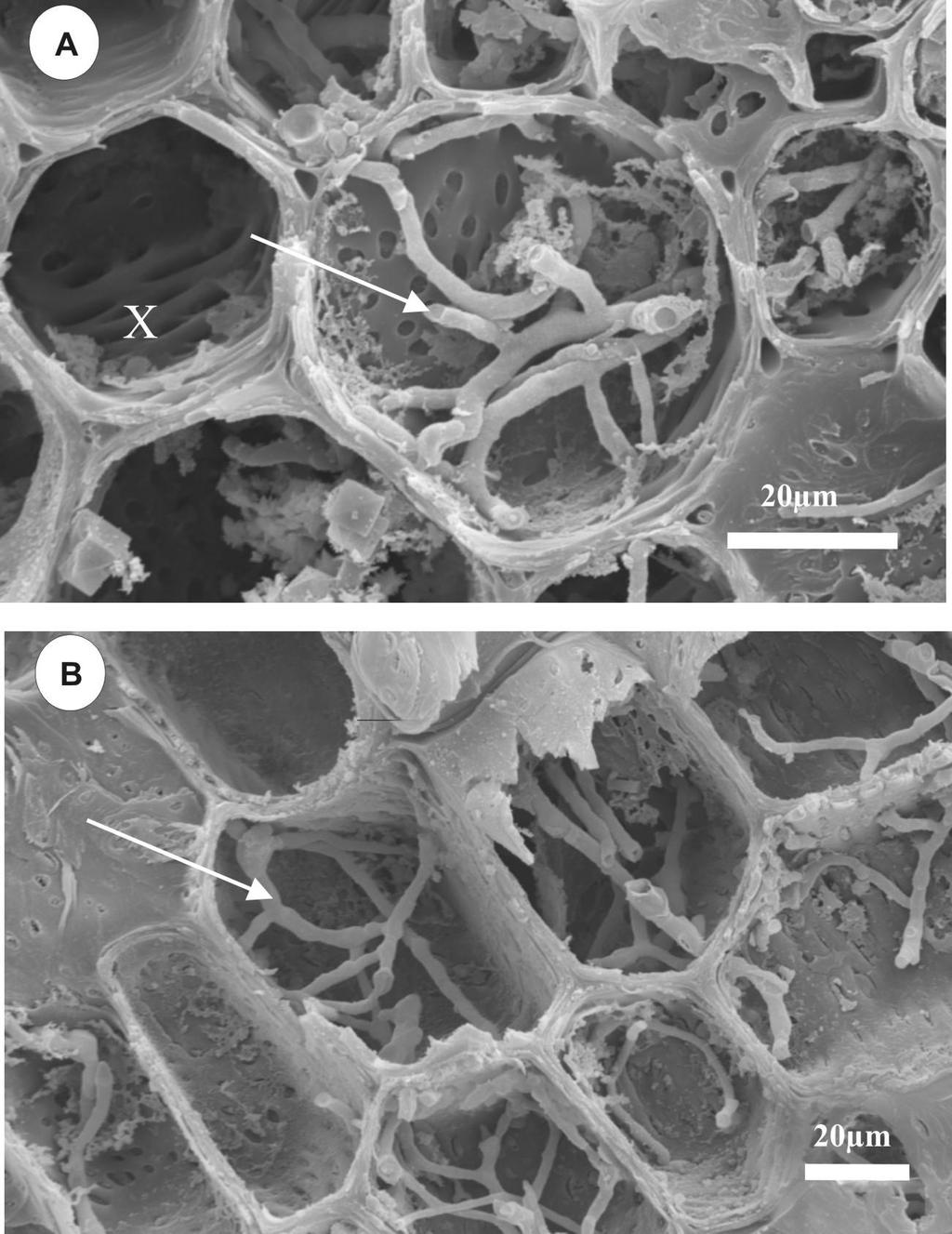 FIGURA 2 Eletromicrografia de varredura de ramos de cafeeiro com mancha manteigosa apresentando seca de ponteiros e necrose local.