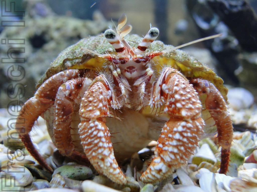 Capítulo I Ecological distribution of the red brocade hermit crab Dardanus insignis (Anomura: