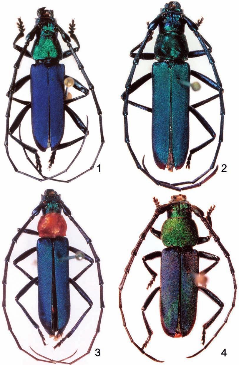 Papéis Avulsos de Zoologia, 48(31), 2008 355 Figuras 1 4: 1. Aglaoschema rondoniense sp. nov., holótipo macho, comprimento 15,8 mm; 2. A. acauna sp. nov., holótipo macho, comprimento 14,3 mm; 3.