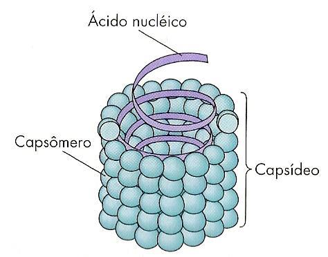 VÍRUS 5  da