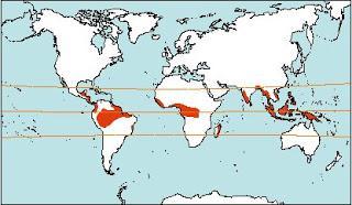 5) Qual o clima predominante