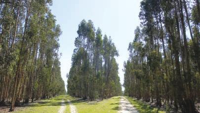 RELATÓRIO DE SUSTENTABILIDADE 08/09 58 Em 2009, a madeira com origem em florestas próprias representou cerca de 90% do total de madeira certificada FSC.