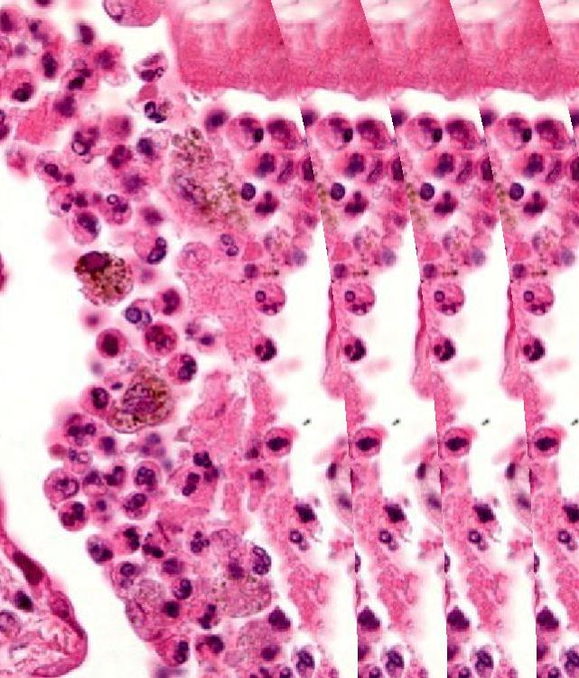 B-293PLi MICROSCÓPIO TRINOCULAR Desenhado e tratado com