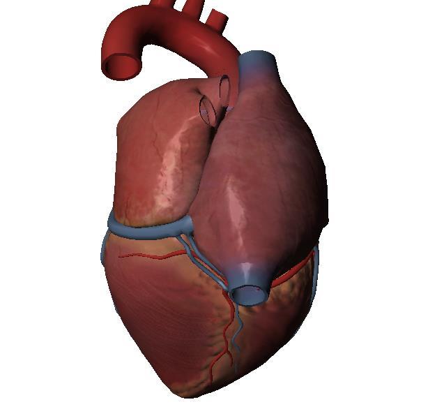 Sistema Circulatório Coração -
