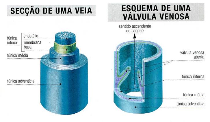 Sistema