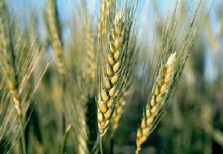 Ex.: Transferência do gene de resistência à ferrugem do colmo (Puccinia graminis tritici ) do trigo para a cultivar Pawnee Genitor recorrente Pawnee
