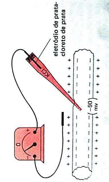 25 O potencial de ação gerado pela membrana, pode ser medido com uso de uma pequena pipeta de vidro, preenchida internamente com uma solução concentrada de cloreto de potássio, responsável pela