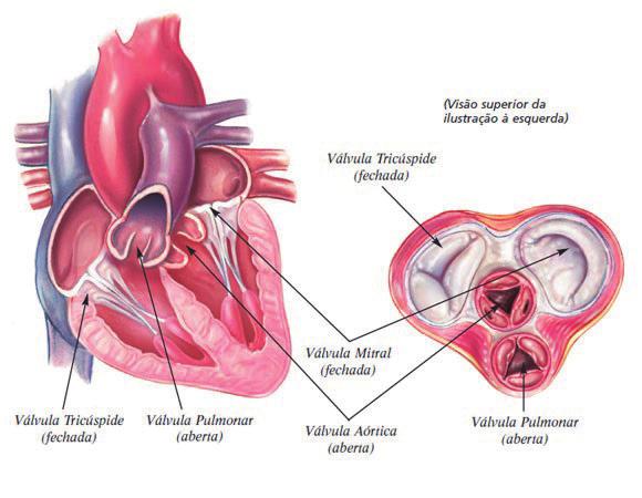 26 lados possuem duas câmaras, os átrios e ventrículos. Os átrios recebem o sangue do corpo e o bombeiam para os ventrículos antes que estes se contraiam.