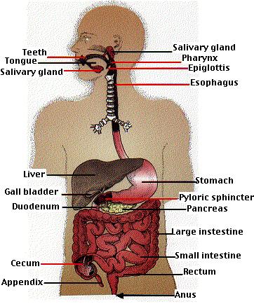 Via oral- Trato Gastrintestinal Via oral- Trato Gastrintestinal RISCO X BENEFÍCIO Risco aceitável Probabilidade de que um efeito ou dano seja tolerado por um organismo.