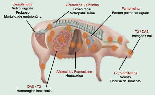 diferentes tipos de micotoxinas foram identificadas: aflatoxina, ocratoxina A, patulina, zearalenona, tricotecenos, cirinina, ácido penicílico, esterigmatocistina, rubratoxinas A e B, citroveridina e