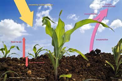 : éoprocessosimultâneo detransferênciadeáguaparaaatmosferapor evaporação da água do solo e da vegetação úmida e por transpiração das plantas Umidade do ar; Temperatura; Condições da vegetação,