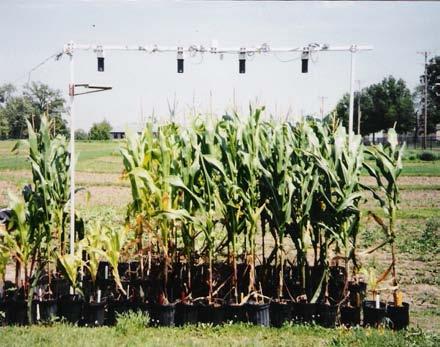 Índices de vegetação no milho em função da hora do dia e da taxa de nitrogênio aplicada 867 parações de plantas que receberam diferentes níveis de N; os níveis de N escolhidos foram, e kg ha 1 ; o