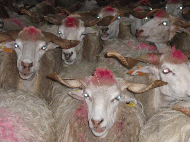 padrão da raça ovina Mondegueira são animais de corpulência