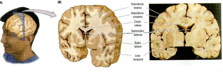 FUNÇÕES responsável pelo pensamento, funções cognitivas, processos de percepção e a capacidade de produzir e entender a linguagem local de