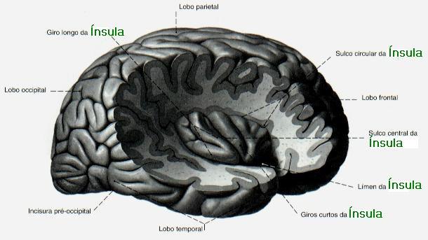 Lobo Temporal - contém centos auditivos, responsável pela interpretação e associação de informações auditivas (compreensão da linguagem) e visuais (reconhecimento de faces) Lobo Occipital -