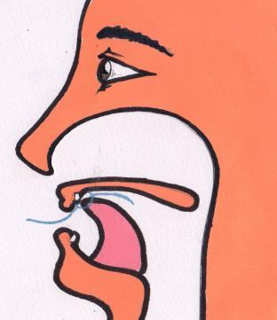 The tip of your tongue should touch your upper gum and teeth. A ponta de sua língua deve tocar seus dentes e gengivas superiores. II.