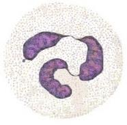(nucleoplasma) Semelhante ao hialoplasma da célula, se