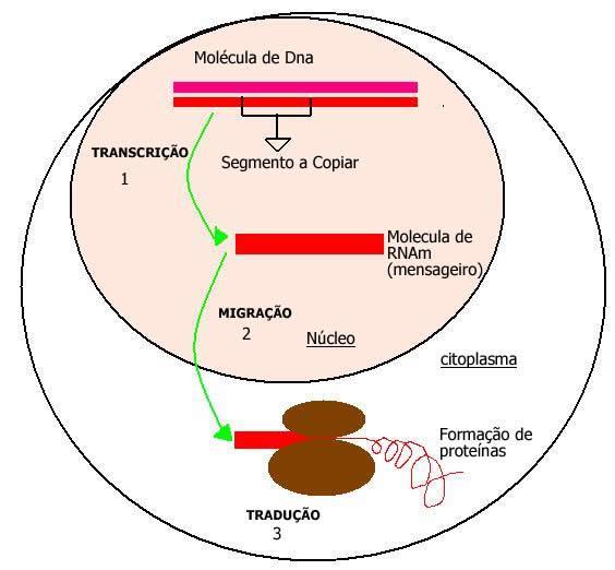 Síntese de proteínas O DNA, por meio dos genes, dita a síntese de proteínas nos seres vivos.