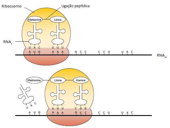 Quando o RNAm chega ao citoplasma, ele se associa ao ribossomo. Nessa organela existem 2 espaços onde entram os RNAt com aminoácidos específicos.