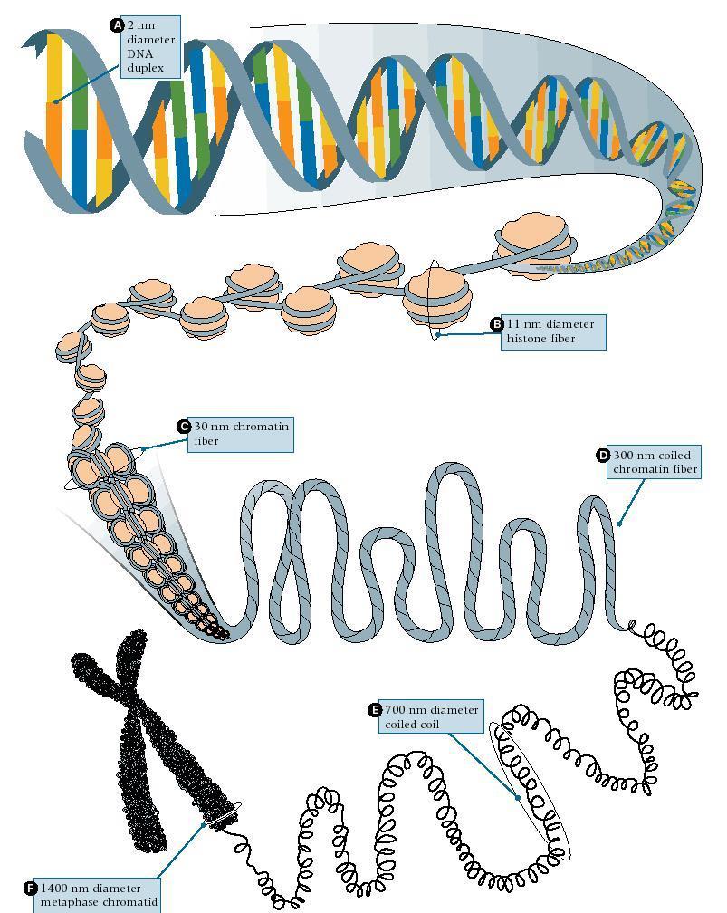 Cromatina Formada por DNA e histonas (proteínas) Quando espiralizados