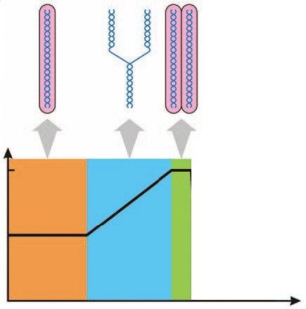 Dividida em três etapas: G1: período de crescimento celular, com intensa síntese de RNA e