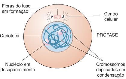 1.Prófase DNA desespiralizado e disposto na célula de maneira