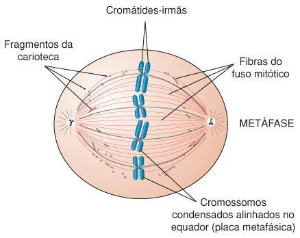 2.Metáfase Grau máximo de espiralização dos cromossomos (visíveis ao M.O.