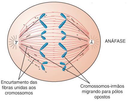 3.Anáfase Encurtamento das fibras do fuso.