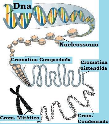 Cromossomos Formados por inúmeros genes. Nos locais onde o DNA se enrola nas histonas, são formadas estruturas chamadas de nucleossomos.