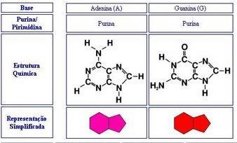 Ácidos nucleicos O que identifica o nucleotídeo é a