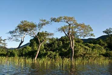 Formação Complexas Pantanal: É composta de vegetação rasteira nas áreas inundadas, nas