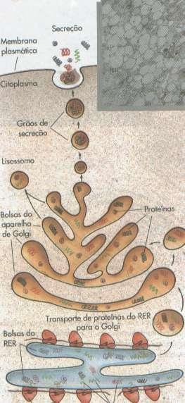 -Secreção celular proteínas sintetizadas no retículo endoplasmático rugoso